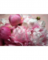 She Wants Peonies! 