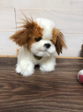 ShihTzu puppy 8” plush