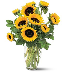 Shining Sunflowers Bouquet in Coral Springs, FL | DARBY'S FLORIST