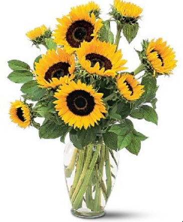 Shining Sunflowers  Fresh Arrangement in Cincinnati, OH | Hyde Park Floral & Garden