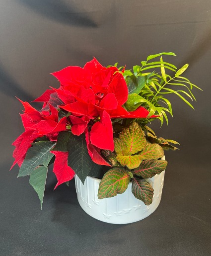 Shooting Stars Planter  Planter 