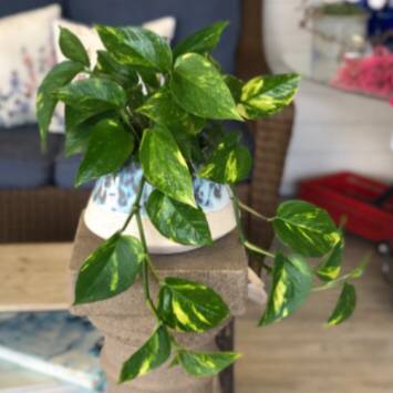 The Cove Pothos Green Plant