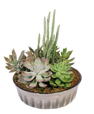 Showstopping Succulents Dish Garden in Massillon, OH | CUMMINGS FLORIST