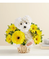 Sick As a Dog Floral Arrangement in Easley, South Carolina | Xochitl Flower Shop