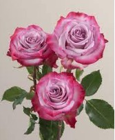 Signature Roses - Deep Purple Vase