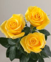 Signature Roses - Momentum Yellow Vase