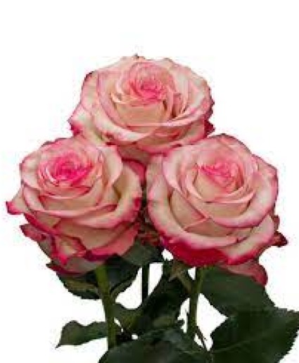Signature Roses - Paloma Vase