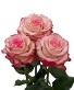 Signature Roses - Paloma Vase