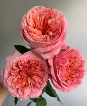 Signature Roses - Pink Expression Vase