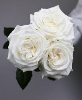 Signature Roses - Playa Blanca Vase