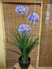 Silk Agapanthus 