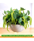 Purchase this funeral home arrangement