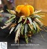 Silk Golden Pumpkin Centerpiece on candle holder 