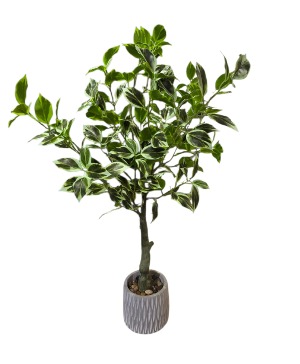 Real touch silk variegated ficus plant  Silk plant 