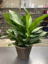 Silver Bay Chinese Evergreen Plant
