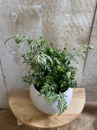 Silver Lace Fern  plant