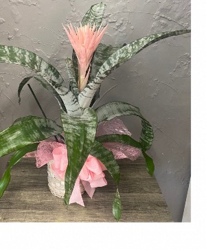 Silver Leaf Fasciata Plant