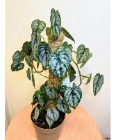 *ON SALE* Silver Leaf Philodendron Plant