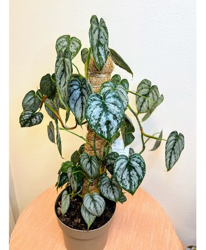 *ON SALE* Silver Leaf Philodendron Plant