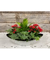 Silver Planter with 4 plants 