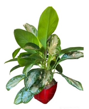 Silver Queen Chinese Evergreen Plant House Plant