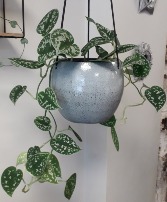 Silver Satin Pothos House Plant