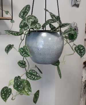 Silver Satin Pothos House Plant