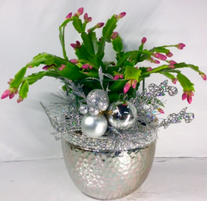Silver Sparkle Christmas Cactus