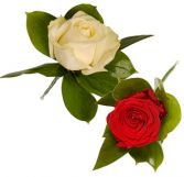 SIMPLE RED ROSE OR WHITE ROSE 