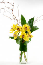 SIMPLE smile CYMBIDIUM  One side