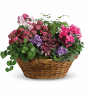 Simply Chic Mixed Plant Basket All-around