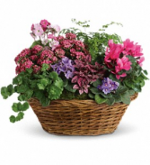 Simply Chic Mixed Plant Basket plant