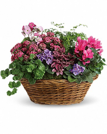 Simply Chic Mixed Plant Basket T97-1
