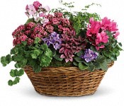 Simply Chic Mixed Plant Basket in Burbank, CA | MY BELLA FLOWER Simply Chic Mixed Plant Basket in Burbank, CA | MY BELLA FLOWER