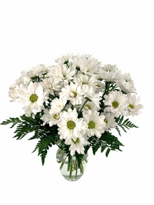 Simply Daisies Flower Arrangement in Nevada, IA | Flower Bed Simply Daisies Flower Arrangement in Nevada, IA | Flower Bed