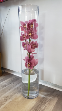 Simply Elegant Cymbidium Orchid
