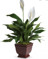Simply Elegant Peace Lily 