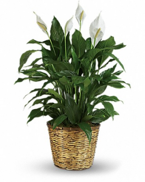 Simply Elegant Spathiphyllum - Large Plant