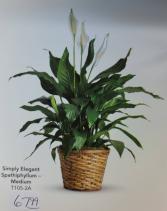 Simply Elegant Spathiphyllum - medium 