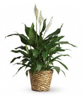 Simply Elegant Spathiphyllum - Medium 8" Pot plant