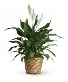 Simply Elegant Spathiphyllum - Medium 8" Pot plant