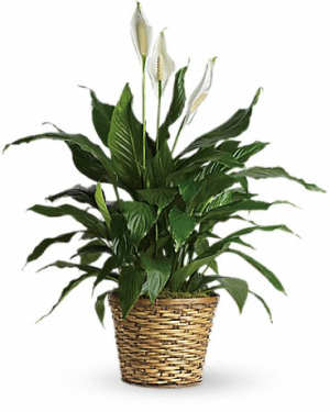 Simply Elegant Spathiphyllum - Medium Plant
