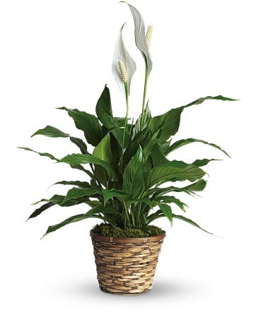 Simply Elegant Spathiphyllum (Peace Lily)  in Winnipeg, MB | MYRA ROSE FLORIST