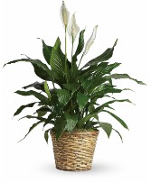 Simply Elegant Spathiphyllum (Peace Lily) Sympathy