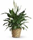 Purchase this funeral home arrangement