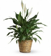 Simply Elegant Spathiphyllum Plant