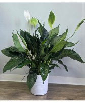 Simply Elegant Spathiphyllum Plant