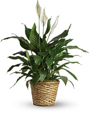 Simply Elegant Spathiphyllum Plant