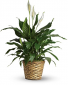 Simply Elegant Spathiphyllum Plant