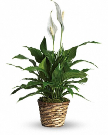 Simply Elegant Spathiphyllum-Small Plant